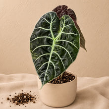 Charger l'image dans la galerie, Plante d’intérieur Alocasia en pot, grandes feuilles vert foncé veinées vert clair.