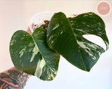 Load image into Gallery viewer, Monstera Albo en pot, feuilles vert foncé panachées de blanc