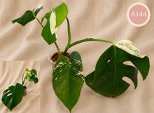 Load image into Gallery viewer, Monstera Albo en pot, grandes feuilles vert foncé avec taches blanches