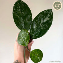 Load image into Gallery viewer, Plante Hoya Coriacea Splash, feuilles vert foncé luisantes, étiquette 2,5"