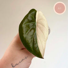 Load image into Gallery viewer, Feuille d’Alocasia bicolore vert foncé et blanc crème, forme ovale pointue