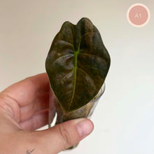 Load image into Gallery viewer, Jeune Alocasia Golden Bone Variegata en pot, une feuille vert foncé à nervures claires.