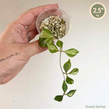 Load image into Gallery viewer, Cissus sp Variegata, tige retombante et feuilles vertes panachées crème en godet transparent