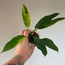 Load image into Gallery viewer, Philodendron Jose Buono, feuilles vertes panachées, tige et pot
