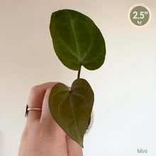 Charger l'image dans la galerie, Anthurium Besseae aff X Michelle