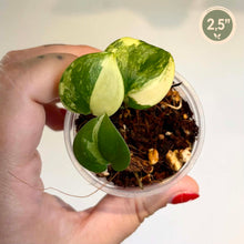 Charger l'image dans la galerie, Bouture de Scindapsus Jade Satin Aurea en pot, trois feuilles vertes marbrées