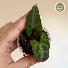 Charger l'image dans la galerie, Pot de Fallopia multiflora avec feuilles vertes
