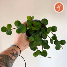 Charger l'image dans la galerie, Peperomia hope đŸ