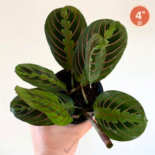 Charger l'image dans la galerie, Maranta rouge 🐾