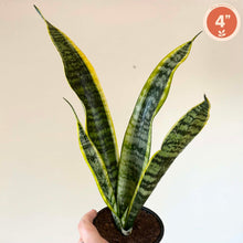 Charger l'image dans la galerie, Plante Sansevieria 'Laurentii' en pot, feuilles vert foncé rayées