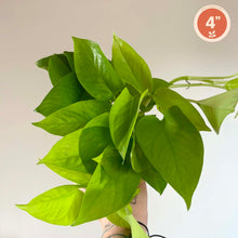 Charger l'image dans la galerie, Pothos néon