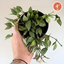 Charger l'image dans la galerie, Plante grimpante Hoya Lacunosa Mint en pot noir, feuilles vertes épaisses