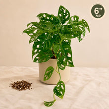 Load image into Gallery viewer, Plante Monstera adansonii en pot blanc, grandes feuilles vertes découpées