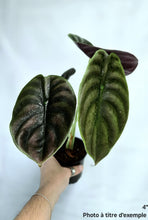 Load image into Gallery viewer, Alocasia red secret