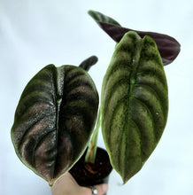 Charger l'image dans la galerie, Alocasia cuprea 'red secret' : deux grandes feuilles vert foncé, nervures marquées