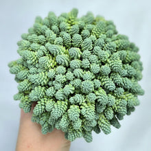 Load image into Gallery viewer, Sédum bleu en touffe de succulentes vertes, petites boules denses