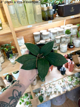 Charger l'image dans la galerie, Hoya pottsii ⭐️
