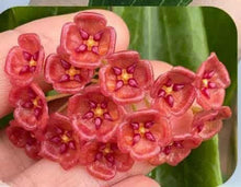 Load image into Gallery viewer, Plante Hoya Siariae en pot, feuilles vertes lustrées et gouttelettes, tige florale