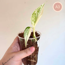 Charger l'image dans la galerie, Monstera Albo