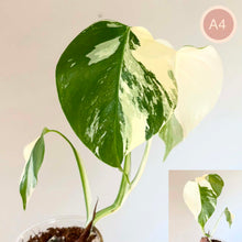 Charger l'image dans la galerie, Monstera Albo