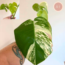 Charger l'image dans la galerie, Monstera Aurea