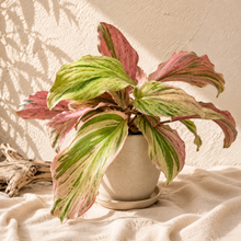 Load image into Gallery viewer, Plante Kaempferia à feuilles panachées vert et rose en pot