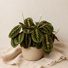 Charger l'image dans la galerie, Maranta Leuconeura — Rouge 🐾