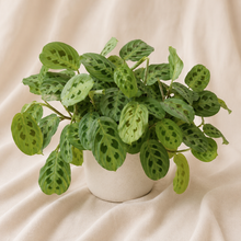 Charger l'image dans la galerie, Plante Maranta verte en pot blanc, feuilles ovales vertes veinées de taches sombres
