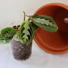 Charger l'image dans la galerie, Plante Maranta massangeana en pot, feuilles vert foncé à nervures claires