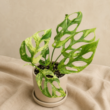 Charger l'image dans la galerie, Monstera Adansonii Indo Mint