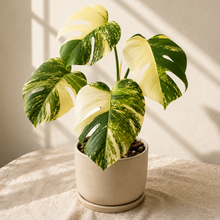 Charger l'image dans la galerie, Monstera Aurea Tricolor