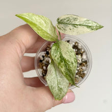 Charger l'image dans la galerie, Monstera laniata Mint en pot transparent avec graviers et feuilles vert clair tachetées