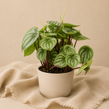 Charger l'image dans la galerie, Peperomia Watermelon đŸ