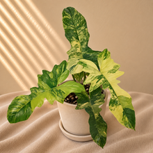 Load image into Gallery viewer, Philodendron Florida Beauty X Mayoi
