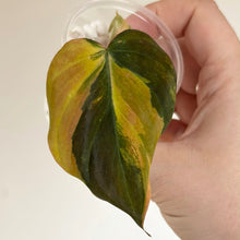 Charger l'image dans la galerie, Feuille de Philodendron Micans variegata vert foncé aux nervures jaunes