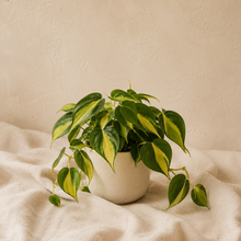 Charger l'image dans la galerie, Philodendron Brazil en pot beige, grandes feuilles vertes striées de jaune.