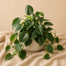 Load image into Gallery viewer, Plante d’intérieur Philodendron cordatum : feuilles vertes en forme de cœur, tiges retombantes en pot