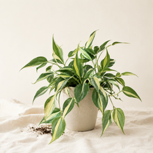Load image into Gallery viewer, Philodendron à rayures argentées en pot, feuilles vertes à bandes claires