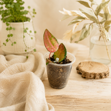 Charger l'image dans la galerie, Hoya Caudata Variegata 🐾