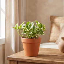 Load image into Gallery viewer, Pothos N'Joy