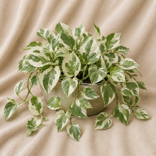 Charger l'image dans la galerie, Pothos Pearl & Jade