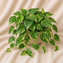 Charger l'image dans la galerie, Epipremnum aureum — Pothos Golden