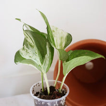 Load image into Gallery viewer, Pothos Manjula en pot, feuilles vertes panachées blanc crème et tiges fines.