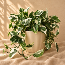 Charger l'image dans la galerie, Pothos N’Joy en pot côtelé beige, feuilles vertes panachées blanc-crème