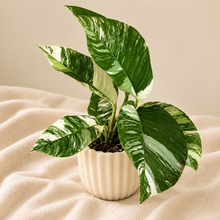 Load image into Gallery viewer, Plante d’intérieur Rhaphidophora Foraminifera Albo en pot, feuilles panachées vert et blanc
