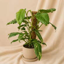 Charger l'image dans la galerie, Plante Rhaphidophora puberula Variegata en pot, feuilles vertes et tiges grimpantes
