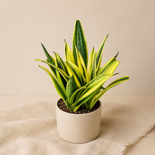 Charger l'image dans la galerie, Sansevieria — Golden Flame