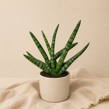 Charger l'image dans la galerie, Sansevieria cylindrica — Boncel Swirl