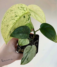 Charger l'image dans la galerie, Plante d’intérieur en pot carré, feuilles vert menthe et vert foncé tachetées