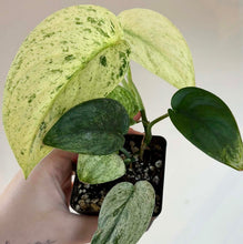 Load image into Gallery viewer, Plante d’intérieur en pot carré, feuilles vert menthe et vert foncé tachetées
